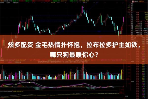 炫多配资 金毛热情扑怀抱，拉布拉多护主如铁，哪只狗最暖你心？